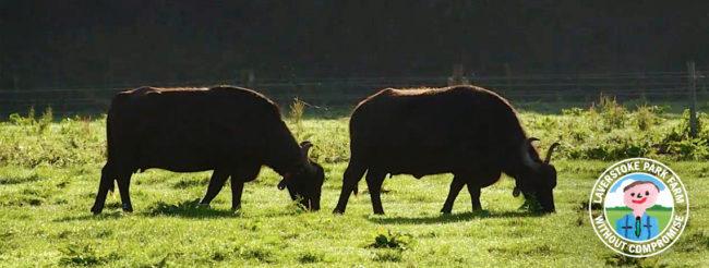 laverstoke-farm